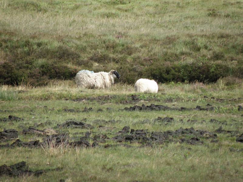20100804q schapen tussen drogende turf.JPG